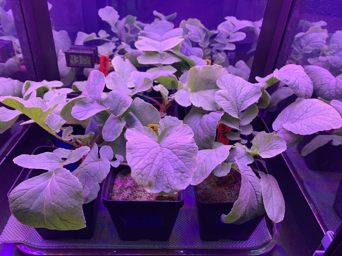 Melissa Atkins (@mrsatkinstms) on Twitter photo Just a few more days until Harvest Day 2.0! So much greenery! Looking forward to the results and comparing them to Trial 1! <a href="/GrowBeyondEarth/">Growing Beyond EarthⓇ</a> <a href="/TradewindsMS/">Tradewinds Middle</a> <a href="/FairchildGarden/">Fairchild Garden</a> @Tradewinds_Prin <a href="/PBCSDScience/">PBCSD Science</a> <a href="/PBCSTEM/">PBC STEM Learning Ecosystem</a> <a href="/Sabrins29/">Sabrina Higley</a> <a href="/jharryton/">James Harryton II</a> <a href="/getMARSfarm/">MARSfarm</a> <a href="/plantsinspace/">Gioia Massa</a> Just a few more days until Harvest Day 2.0! So much greenery! Looking forward to the results and comparing them to Trial 1! <a href="/GrowBeyondEarth/">Growing Beyond EarthⓇ</a> <a href="/TradewindsMS/">Tradewinds Middle</a> <a href="/FairchildGarden/">Fairchild Garden</a> @Tradewinds_Prin <a href="/PBCSDScience/">PBCSD Science</a> <a href="/PBCSTEM/">PBC STEM Learning Ecosystem</a> <a href="/Sabrins29/">Sabrina Higley</a> <a href="/jharryton/">James Harryton II</a> <a href="/getMARSfarm/">MARSfarm</a> <a href="/plantsinspace/">Gioia Massa</a>