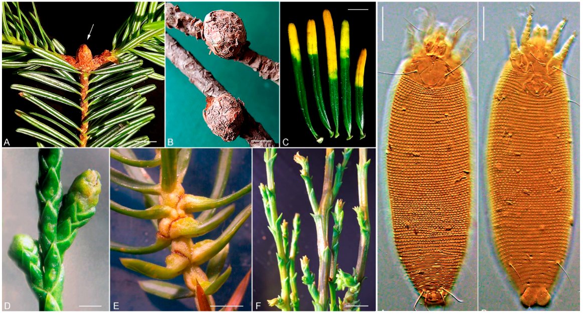 zooinv_spbu's tweet photo. Meet the latest paper of Prof. Philipp Chetverikov of @zooinv_spbu in @Insects_MDPI about new species of #parasites of #conifers #Trisetacus #mites with rare mutations in #Cox1 gene and new hypotheses on basal divergence of #Eriophyidae! https://t.co/5Mp0XU5EO3 https://t.co/KWF4Gu6dBw