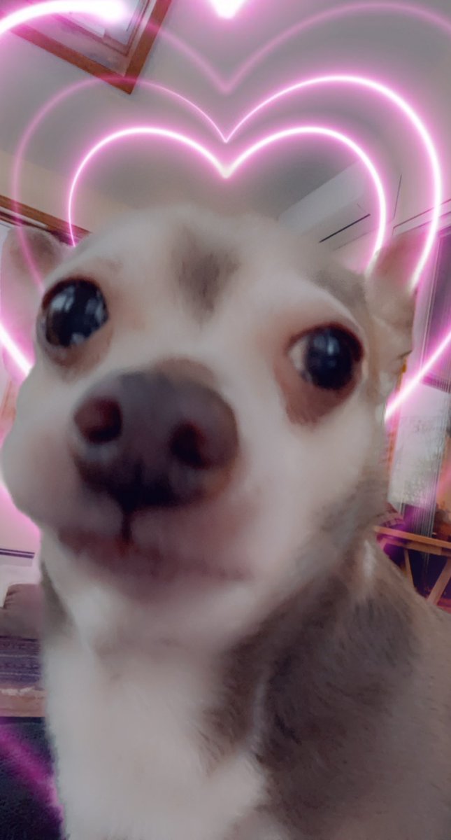 #boopmynose #dogsoftwitter #DogsofTwittter Can I get a boop ?
