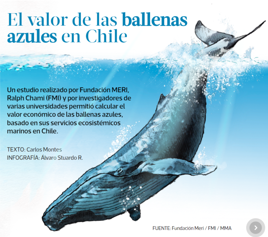 DefendamsChiloe's tweet photo. ALIADOS CLIMATICOS
Un informe del Fondo Monetario Internacional recalcó que cada gran ballena azul tiene la capacidad de secuestrar 33 toneladas de CO2 en promedio, haciéndolas una de las mayores aliadas para enfrentar los efectos del calentamiento global. @FundacionMERI @RC9910 https://t.co/hHXVevfyqH