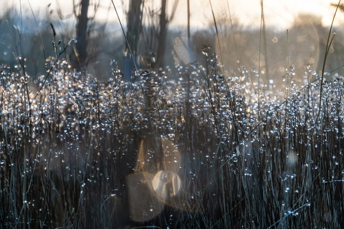 Winter light. Droplets backlit by the winter's sun.

#landscapephotography #abstractart #wintersun #goldenhour #StormEunice