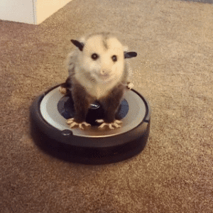 Possumeveryhour.io (@possumeveryhour) on Twitter photo 