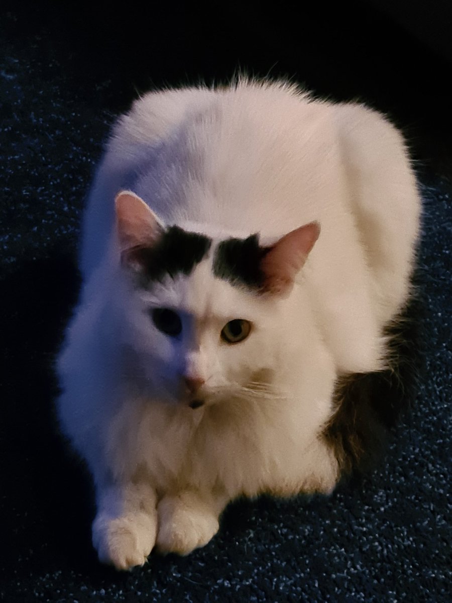 BenjiSansa's tweet photo. Cosmo here🐾 https://t.co/WYg0hbPgTz