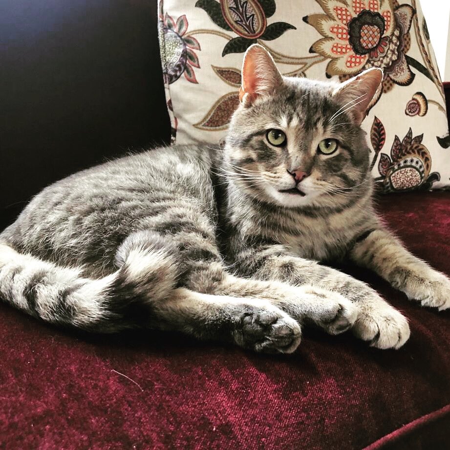 What’s it all about, Alfie?….Mysteriously handsome, obsessively indolent, totally charming, magnetically and beautifully loving…. The newest addition to our household… With those features his name was a given… #catlovers #CatsOfTwitter