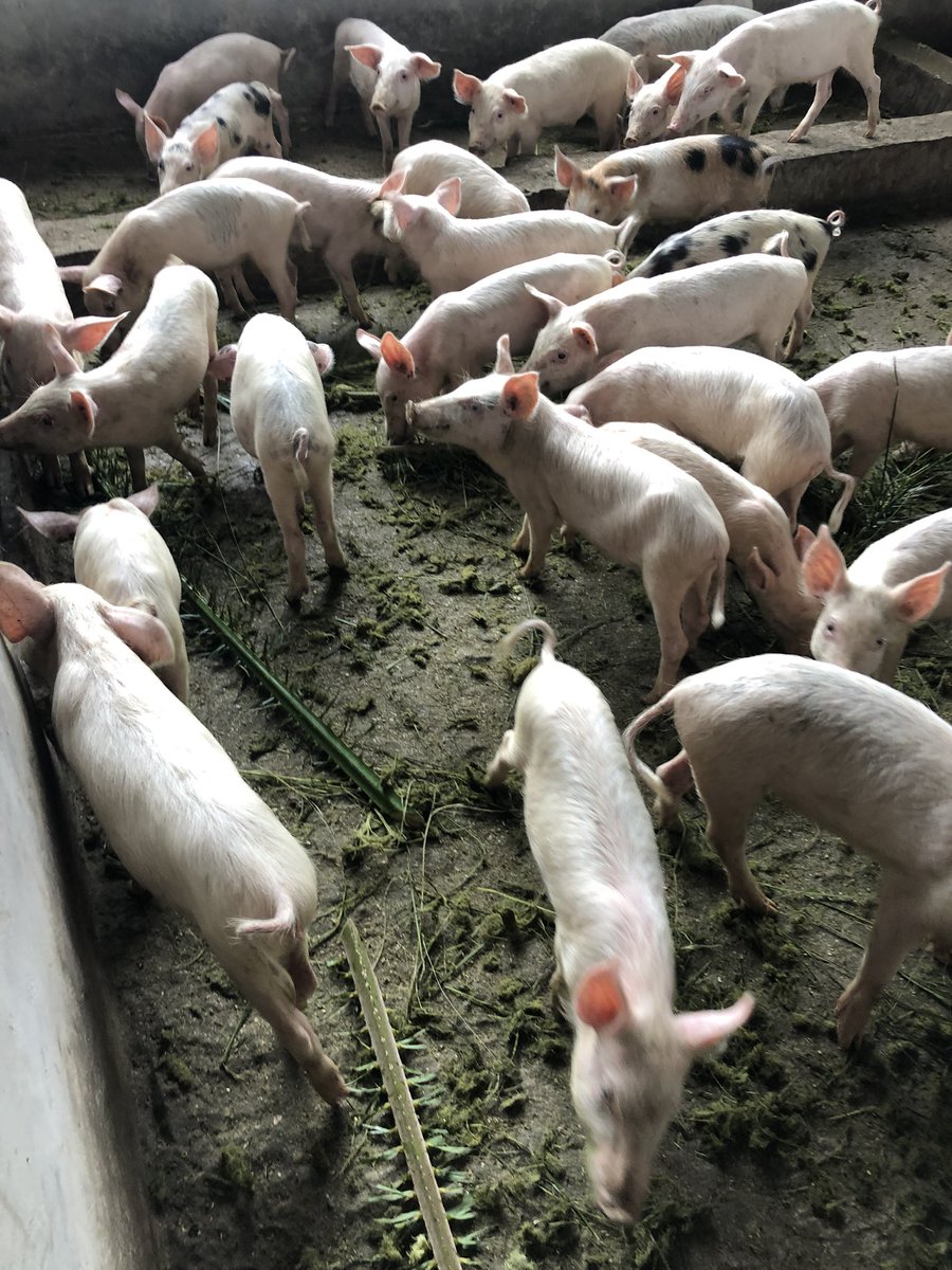 PONGO Jɑcσb 💻 tweet media