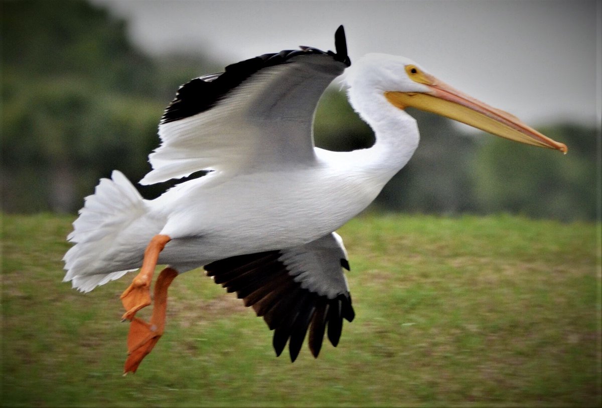Got a shot of this beautiful white pelican coming in for a landing today. White pelicans winter in Florida,head home in spring. This pic doesnt do justice2how big the bird is! White pelicans have average wingspan of 9ft, making them one of largest birds in North America. #Birding