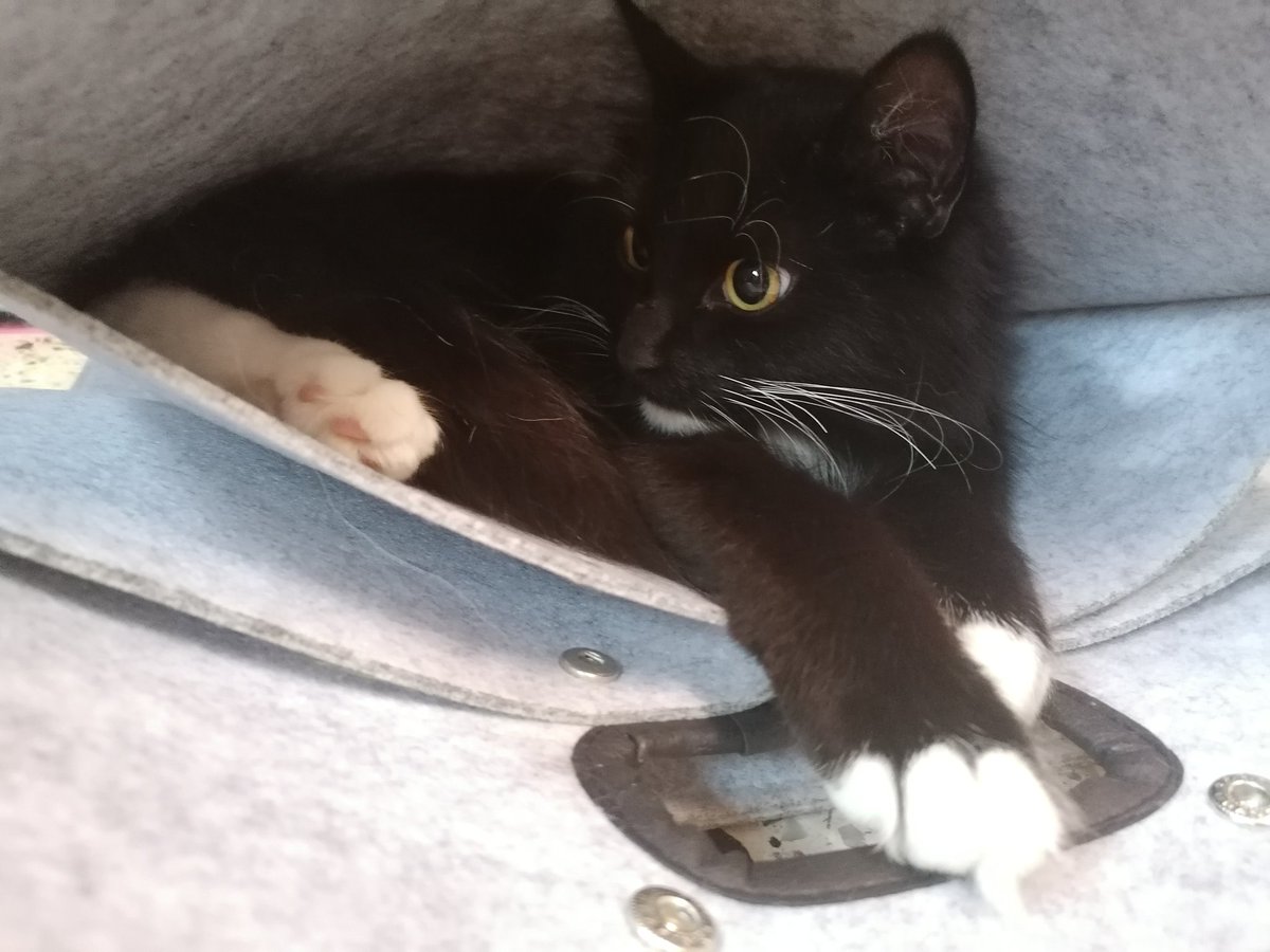 S4ri4's tweet photo. ๐๐๐๐ #kittencontent https://t.co/Bw3eYuwswo