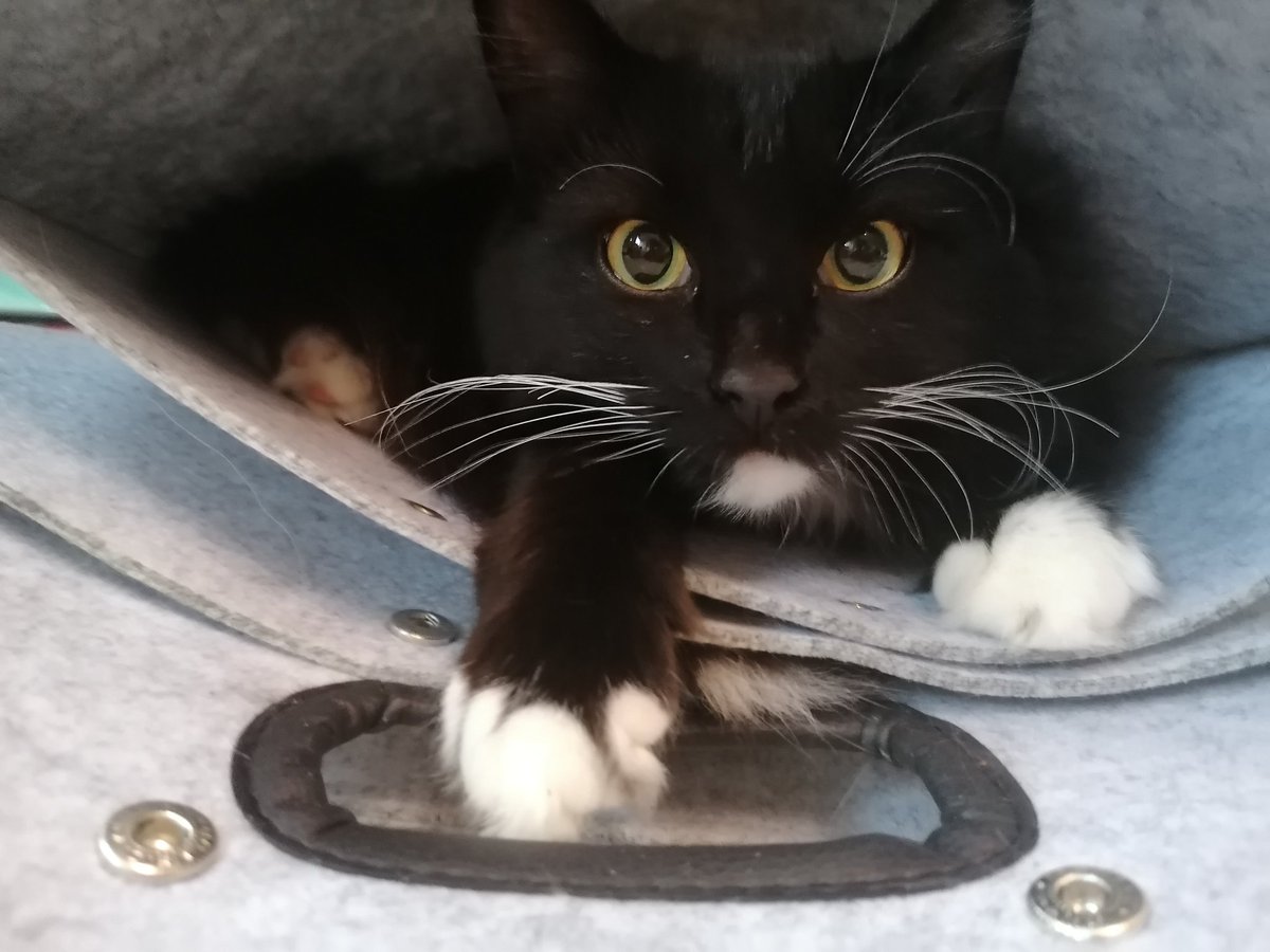 S4ri4's tweet photo. ๐๐๐๐ #kittencontent https://t.co/Bw3eYuwswo