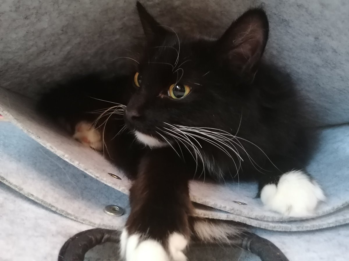 S4ri4's tweet photo. ๐๐๐๐ #kittencontent https://t.co/Bw3eYuwswo