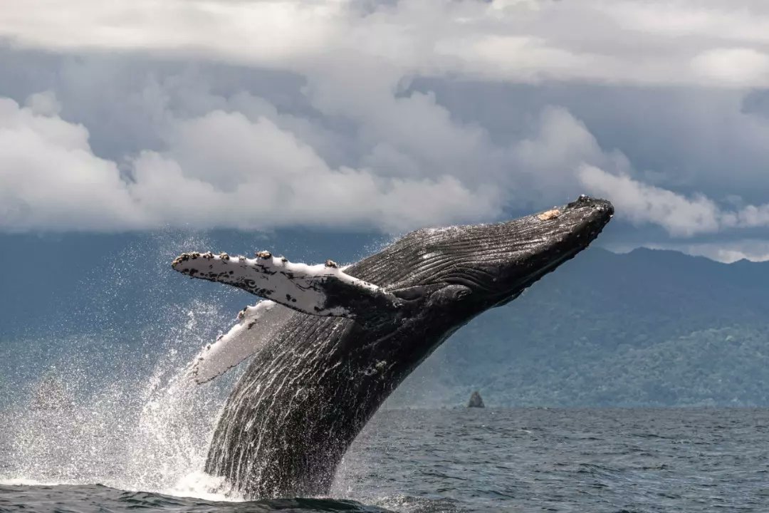 LaAgendadelMar's tweet photo. #DíaMundialdelasBallenas 
🐋🐳🐋 https://t.co/KknLemnzHy