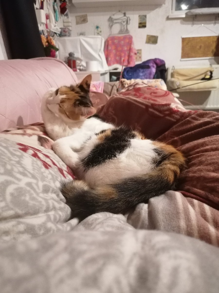 S4ri4's tweet photo. ๐๐๐ #kittencontent https://t.co/9Tfp1MZ7Uw
