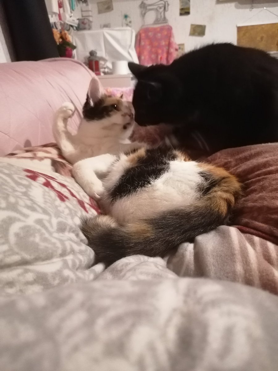 S4ri4's tweet photo. ๐๐๐ #kittencontent https://t.co/9Tfp1MZ7Uw