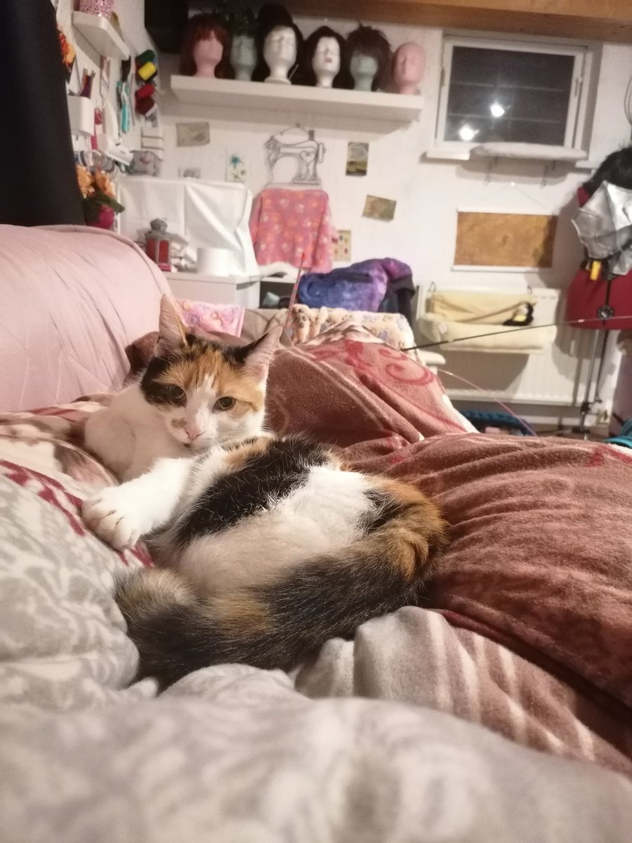 S4ri4's tweet photo. ๐๐๐ #kittencontent https://t.co/9Tfp1MZ7Uw