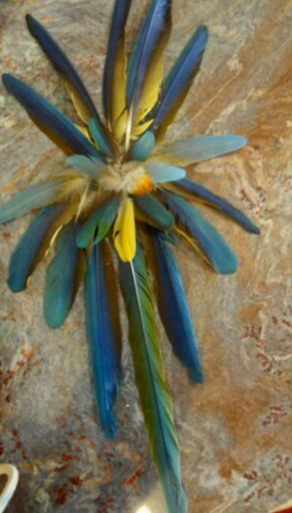 AnimalEthics39C's tweet photo. #Scarletmacaws in are also hunted for their feathers and meat. As attractive as they are, their beauty is also their demise because their bright feathers are sold to make decorations and costumes. #stoppoaching #birdpoaching #banfeathers #39canimals https://t.co/4t6VDsyFn8 https://t.co/zP1pzXjHSD