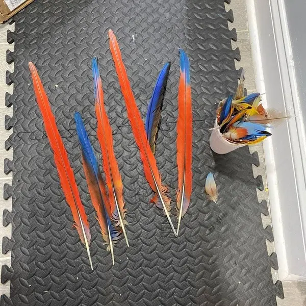 AnimalEthics39C's tweet photo. #Scarletmacaws in are also hunted for their feathers and meat. As attractive as they are, their beauty is also their demise because their bright feathers are sold to make decorations and costumes. #stoppoaching #birdpoaching #banfeathers #39canimals https://t.co/4t6VDsyFn8 https://t.co/zP1pzXjHSD