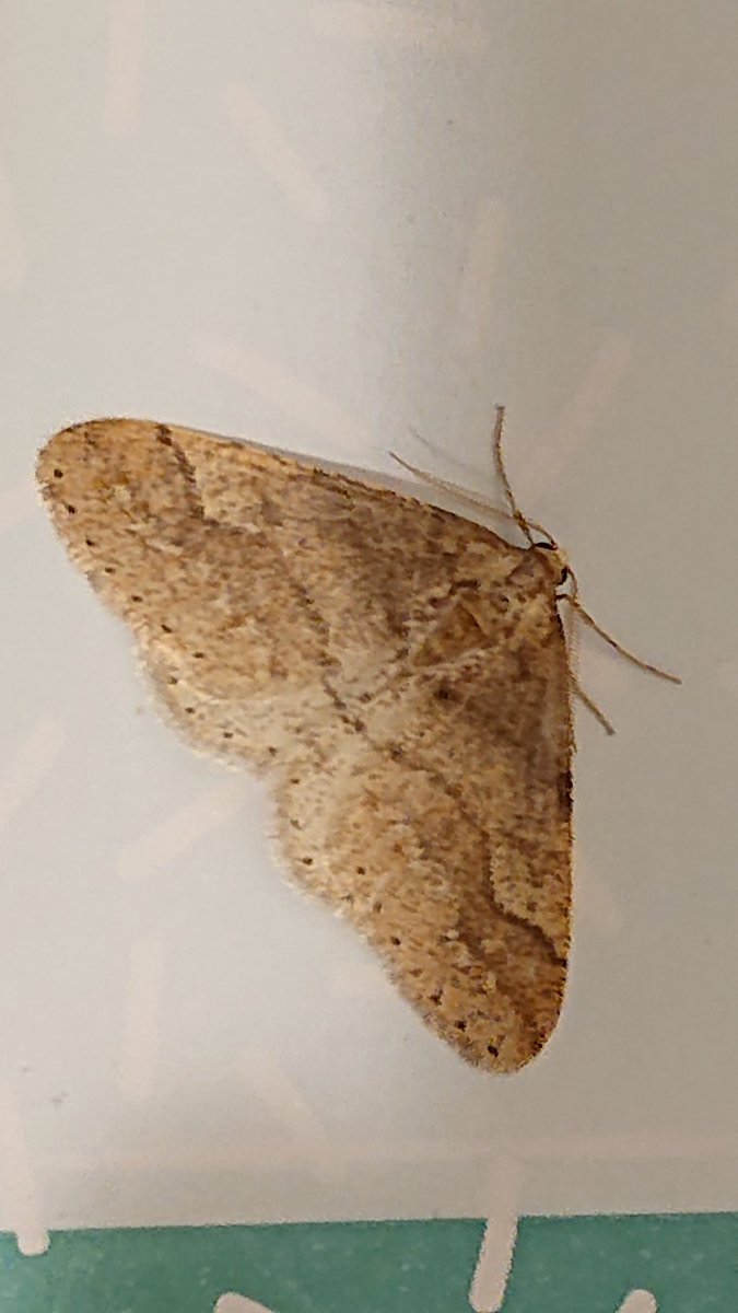 EngineerAtomic's tweet image. Just moved house. Spotted this Dotted Border on the window. Number 1 of the new garden list. #ukmoths