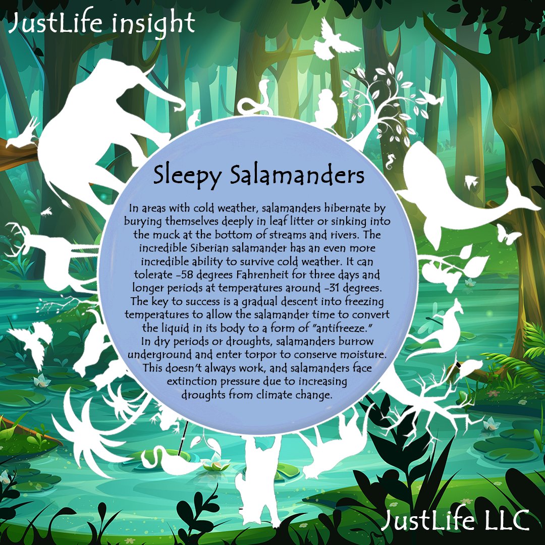 Pretty cool abilities but with humans altering our habitats it's hard to get it right 💔

#JustLife #deforestation #conservation #nature #Habits #habitat #Biology #destruction #earth #care #amphibia 

🌍🌍 <a href="/nftJustLife/">JustLife</a> 🌍🌍