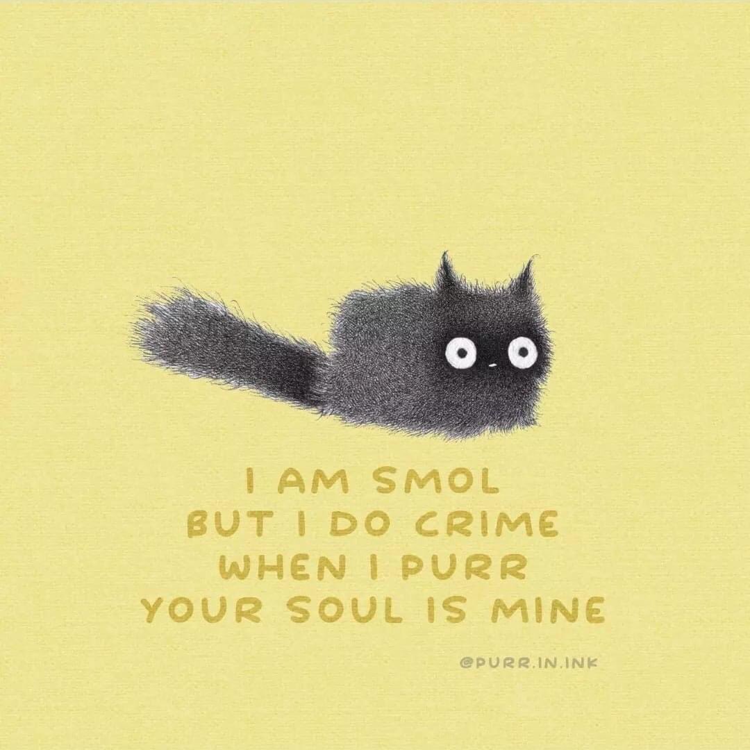 ThePhilosopurr's tweet photo. Heart, we meant heart is mine… nods, nods, nods.. 
#Caturday https://t.co/PDLUF2QSBp