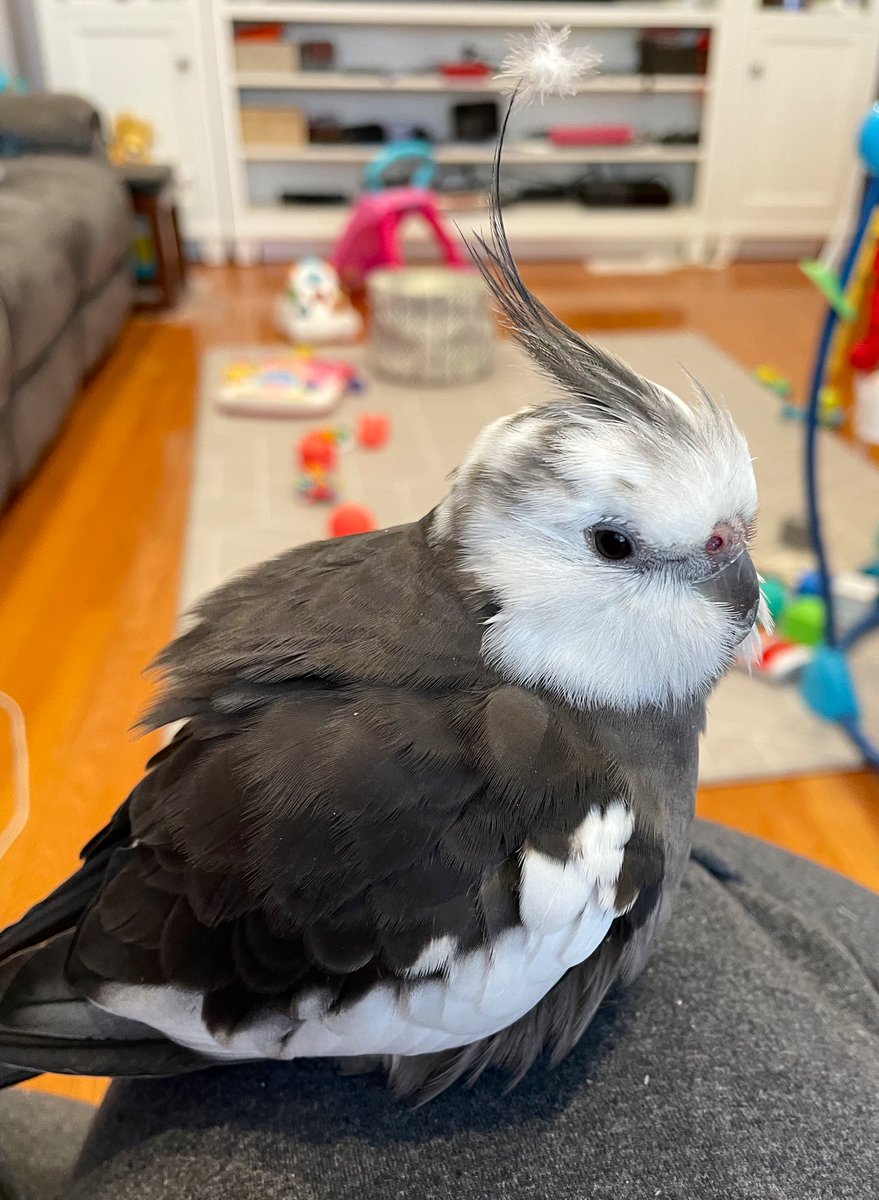 Like my floof hat? ❄️