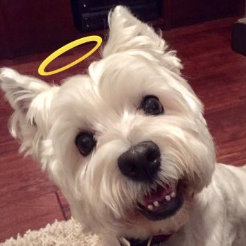 In memory of General Biscuit 💔🌈
#GeneralBiscuit #ZSHQ #dogsoftwitter