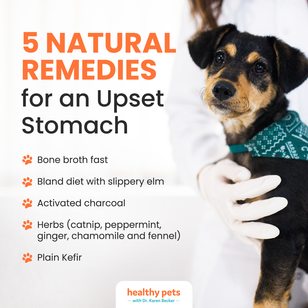 dr becker bone broth