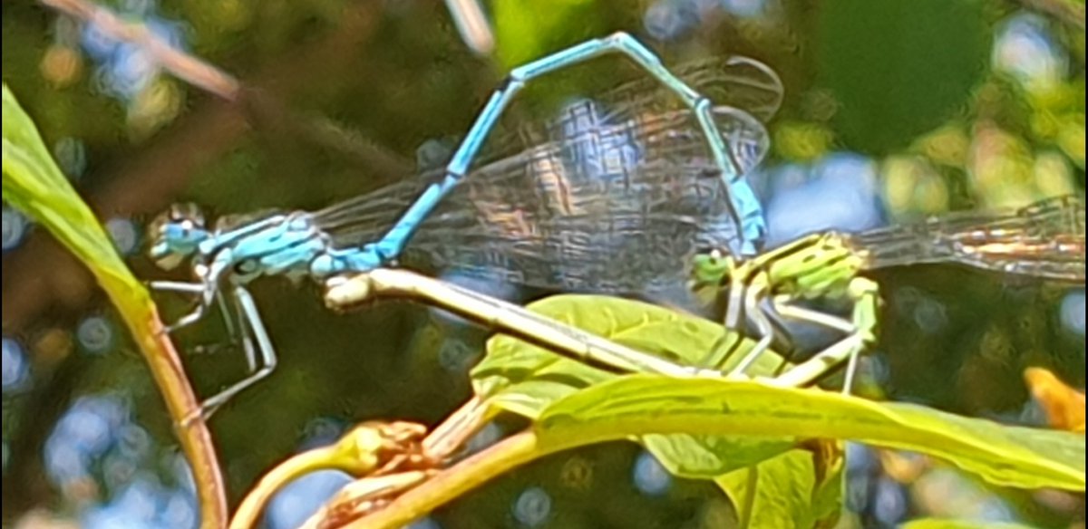 saskiacscheer's tweet photo. De kleur van vandaag #lichtgroen 
#kleurindenatuur 
Verrassend veel lichtgroene beestjes 🦋🐛🦟🕷, soms volledig 💚, soms een detail (zoekplaatje 🦋) https://t.co/MJ4LXmIwYr
