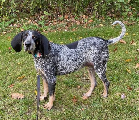 adopt_a_dog_bot's tweet photo. Remi is a courageous lass, who can be found near Maybrook, NY! Remi is a Bluetick Coonhound, who is tired of waiting in line for sunday brunch. #BluetickCoonhound #dogsoftwitter #rescue #adopt #dog #Maybrook #NewYork #NY https://t.co/cBPdmvzkkW https://t.co/KUcmLNzvrf