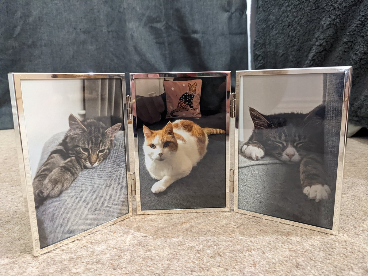 Was gifted this beautiful photo frame and have spent ages trying to find really good portrait photos to display in it.  Obviously a late, but still healthy Harley takes centre stage with our current furry residents <a href="/phoebe_dexter/">Phoebe & Dexter</a> alongside him
#CatsOfTwitter #AdoptDontShop
