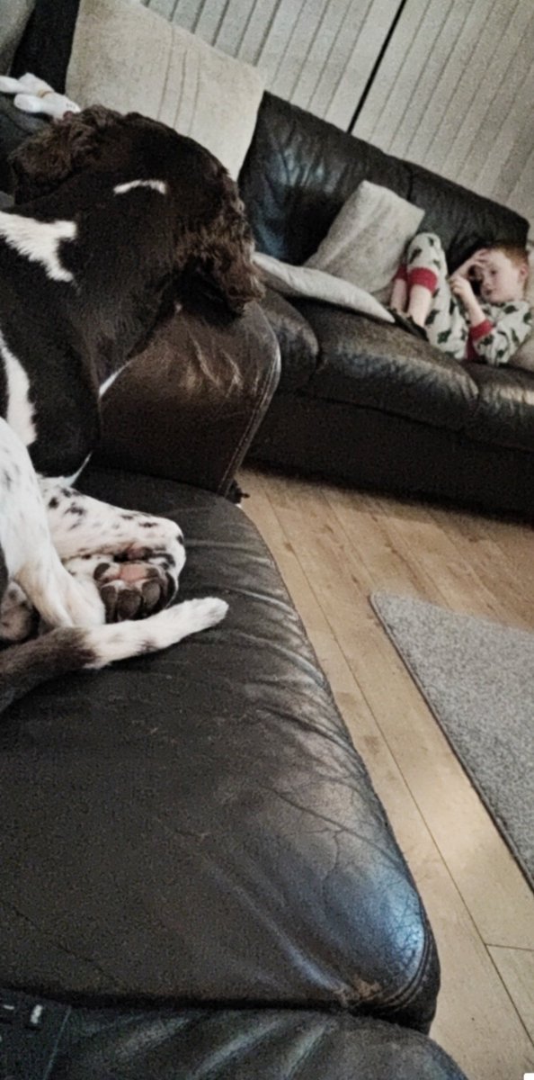 Anthonymiller19's tweet photo. #englishspringer beautiful ❤️ https://t.co/sLg1xE4WGa