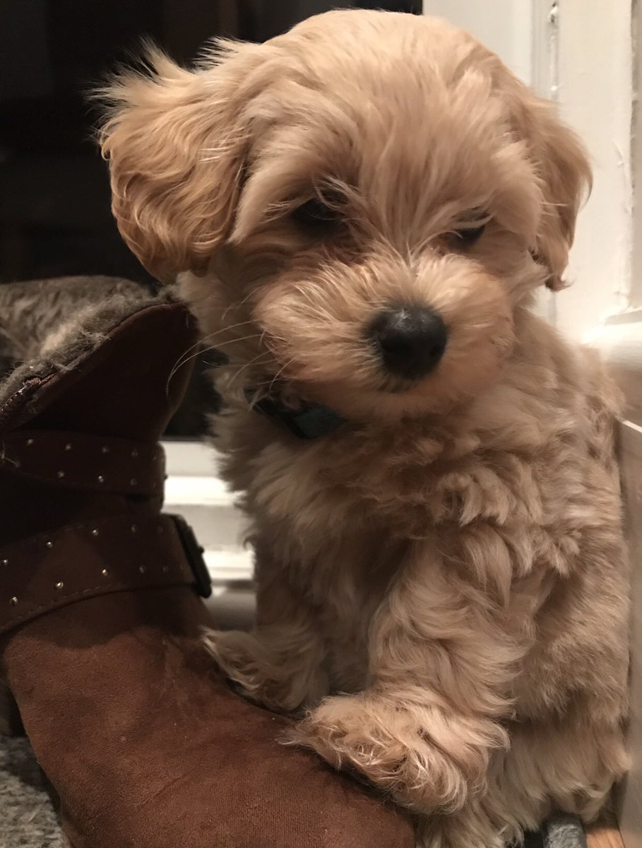 Emma-Jayne Lewis tweet media