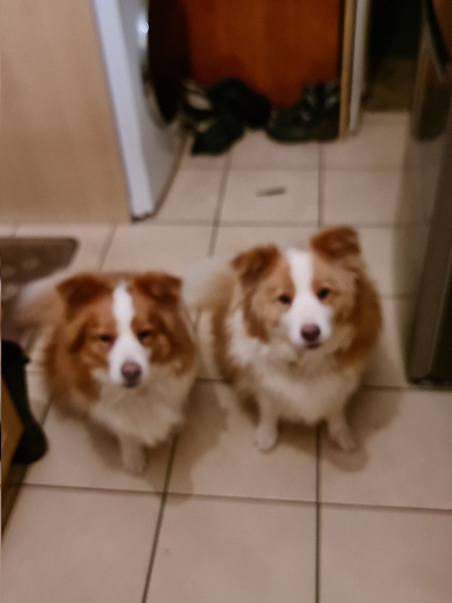 antonrafe's tweet photo. @BorderAdventure Eeny n Meeny say hi https://t.co/qtw0jaNsqE