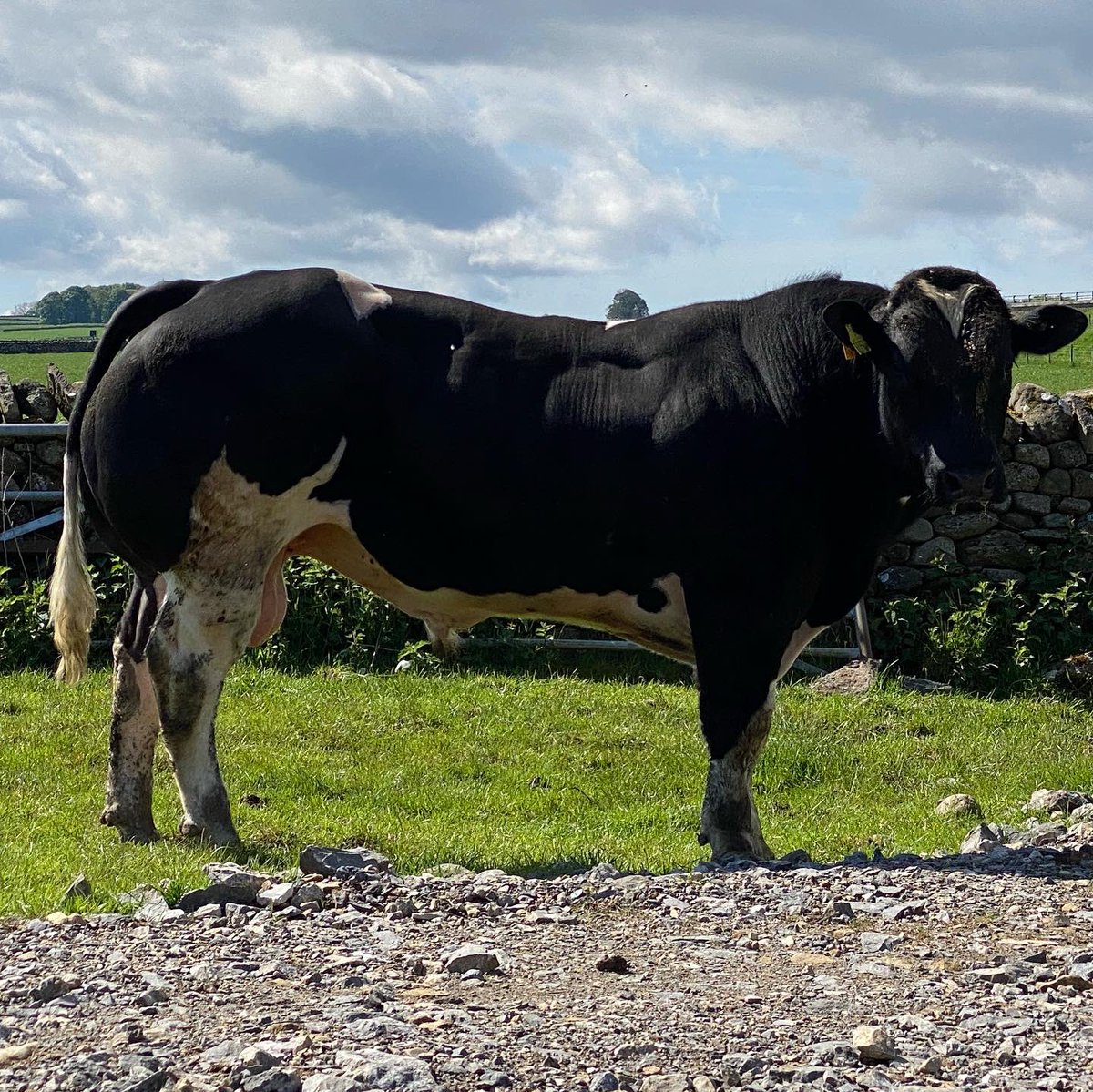 ThrimbyFarms's tweet image. The first calf from our young bull Norbreck Olympia. Small birth weight, calved naturally unassisted. Calf up and away. Lucky really because mum is a touch fruity. She’s one of the quietest cows on the farm usually.