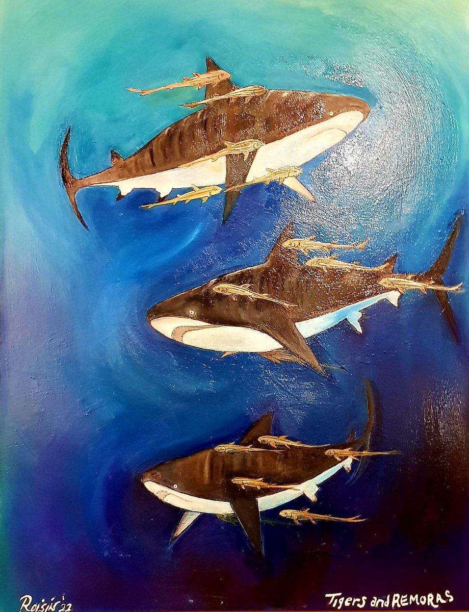CracknellRoisin's tweet photo. So finished three projects that have taken me around 6months + working on . #ocras in oils #tigersharks in oils and a #seal in #kelpforest in acyrlic @AwakenInspire @Twittartists @Hobbycraft_AYS https://t.co/ya0u6t5BWO