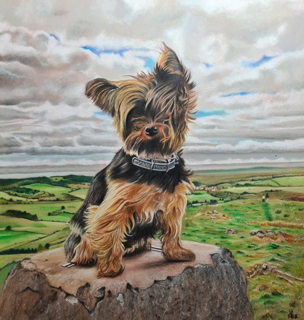 Commission off to its new owner. Bailey, drawn with polychromos pencils on pastelmat.