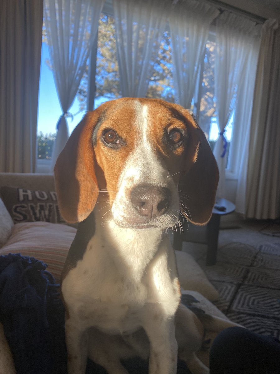 Emi_The_Lou's tweet photo. Puppy Golden Hour https://t.co/P1Ybff3MdU