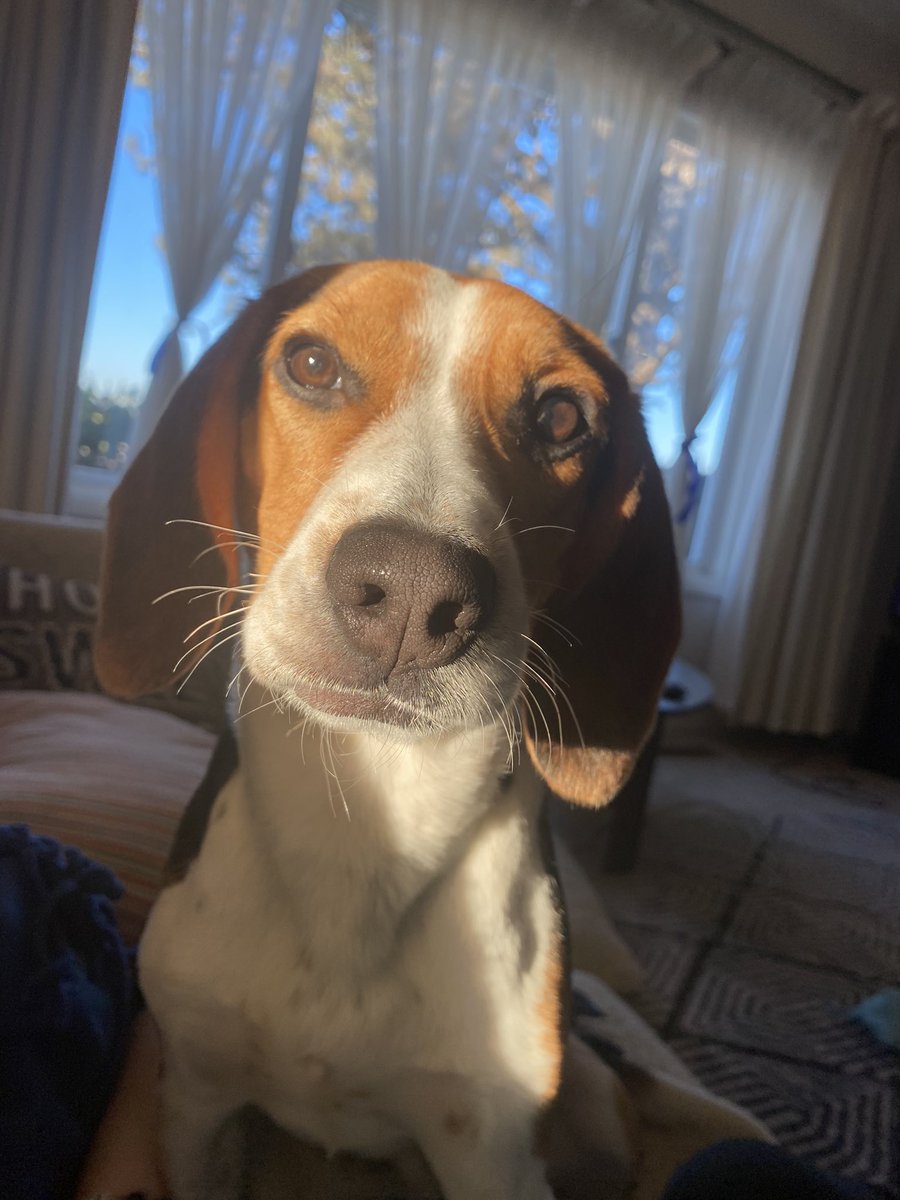 Emi_The_Lou's tweet photo. Puppy Golden Hour https://t.co/P1Ybff3MdU