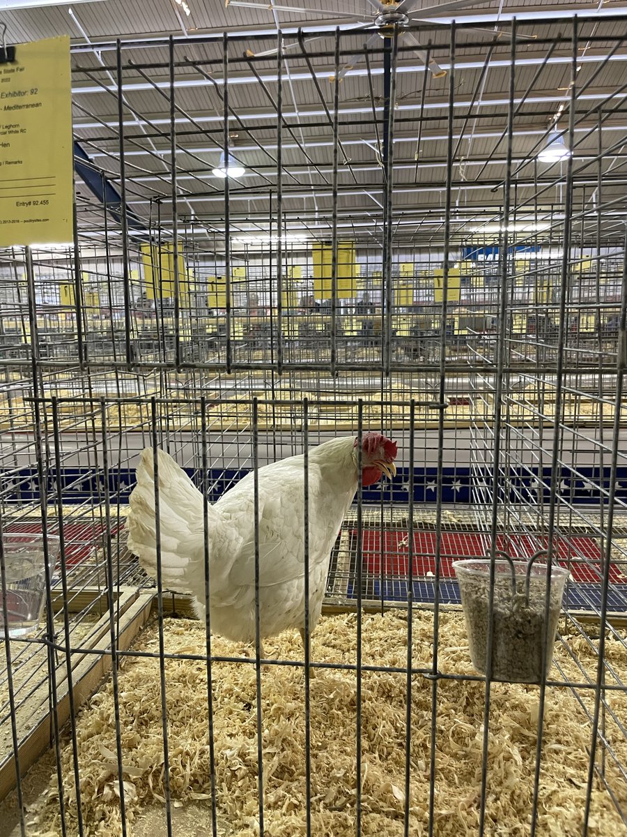 Freedom_FFA's tweet photo. They kiddos took home big wins in the Commercial Class too! Hudson won Reserve Show Champion for his production Leghorn. https://t.co/0OL2yBLaei