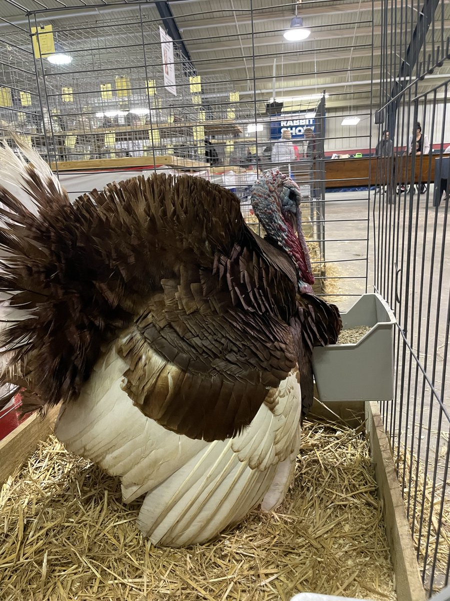 Freedom_FFA's tweet photo. Gobble Gobble! https://t.co/QZWtvvJixe