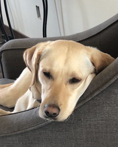 TaraGregory17's tweet photo. @Evangelia1111 He is adorable, Angie!  Love that face!  💕 We have a lab as well.  Izzy is 2 and is EXTREMELY busy, but we love her.  Get ready to clean up blonde hair all over your house!  🤣 https://t.co/9Q9ioh3qGp