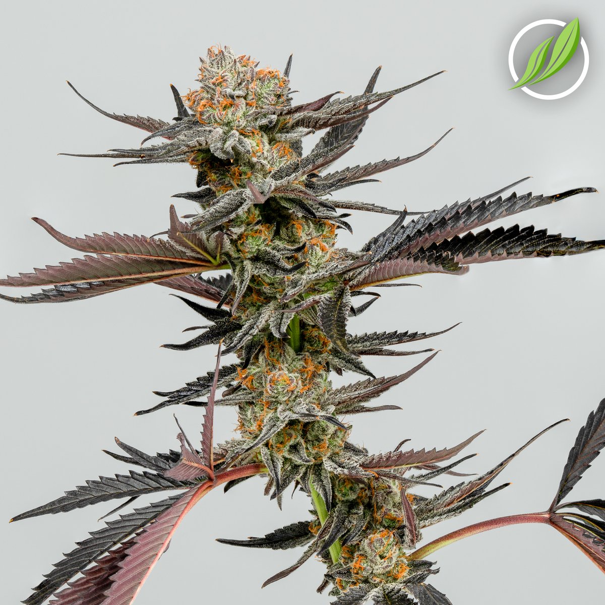 CTPharmaSol's tweet photo. Lagovex Flower T35% H 14030 is an earthy hybrid with a coffee and flowery taste with bright purple and green buds. (35.00% THC & 3.07% terpenes) #ctmmj #ctmmp #medicalmarijuana #alwaysgrowing https://t.co/6faYBj6qXb
