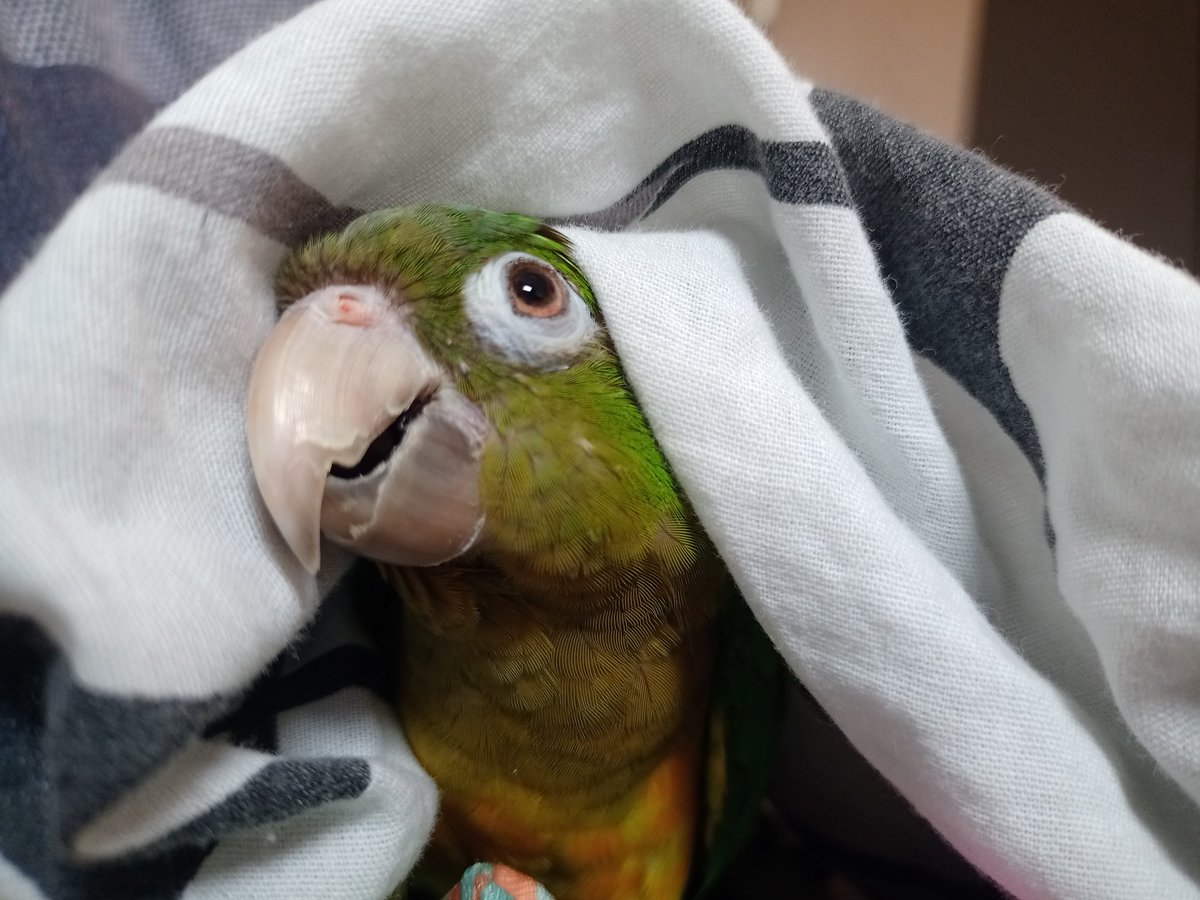 Lindo!
O mascote da casa