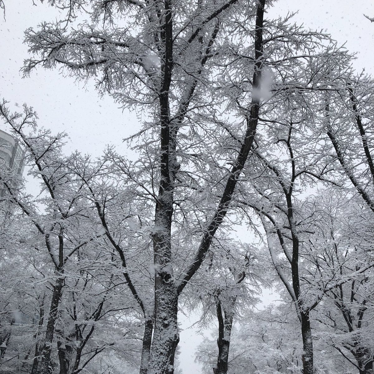 また大雪になるのか〜今回は湿った雪。着雪注意。木は綺麗な雪化粧だけどね 