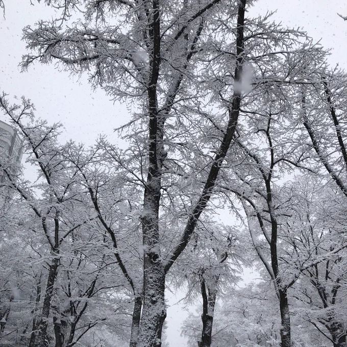 また大雪になるのか〜今回は湿った雪。着雪注意。木は綺麗な雪化粧だけどね 