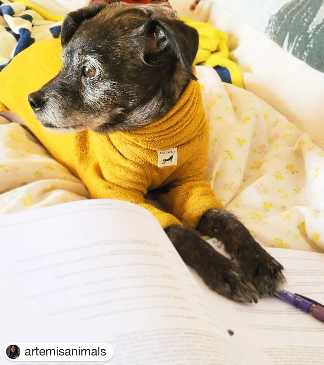 PennFoster's tweet photo. Pets make the best study company! #StudySelfie from @artemisanimals 🐶
・・・
1.24.22 My study buddy for the day! https://t.co/I2CYP5ATwH
