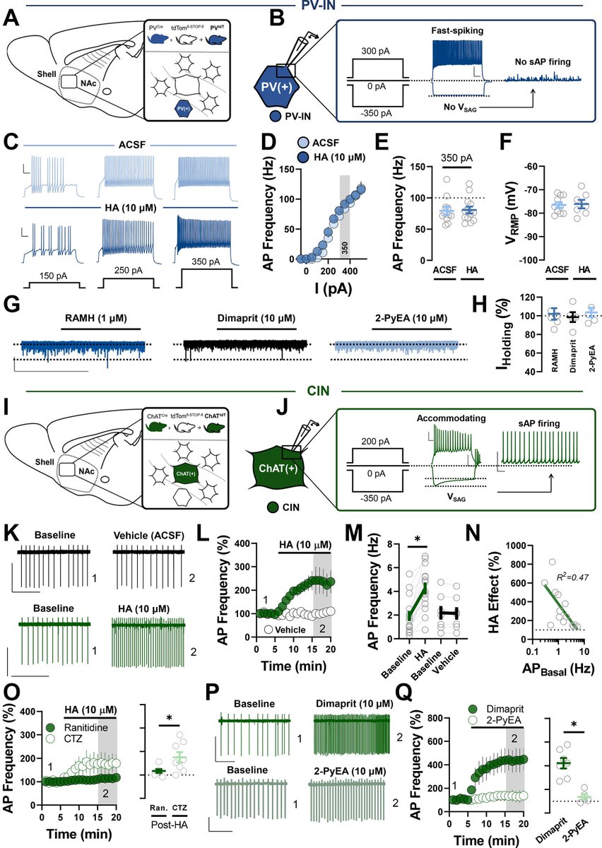 Check out the latest from <a href="/kevmanz/">Kevin Manz, MD, PhD</a> (M4) in <a href="/BiologicalPsyc1/">Biological Psychiatry</a>! In it, the authors examine the neuromodulatory effects of #histamine (HA) in #interneuron microcircuits in the nucleus accumbens, expanding the framework of HA signaling in the brain: biologicalpsychiatryjournal.com/article/S0006-…