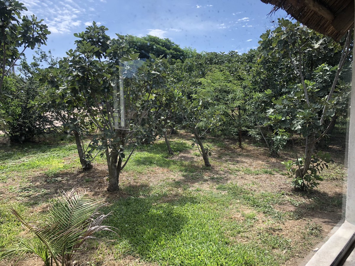 Planeando el asalto a las higueras….