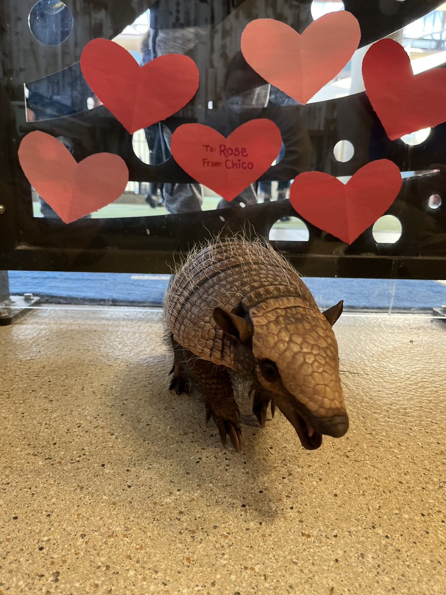 What’s the dillo with Valentine’s Day, Rose @cincinnatizoo? Chico wants to be your knight in shining armor 💘