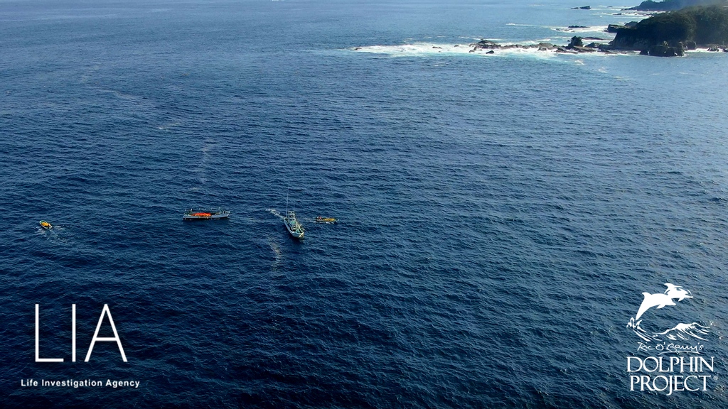 FinsandFluke's tweet photo. Dolphin_Project: Taiji: Yesterday 1:30PM, the hunters went out to sea to after a pod of dolphins, after being tipped off. They attempted to drive the pod for 3+ hours, but the dolphins ultimately escaped! Feb. 12, 2022 #LifeInvestigationAgency #DolphinPr… https://t.co/Uk797iPOal