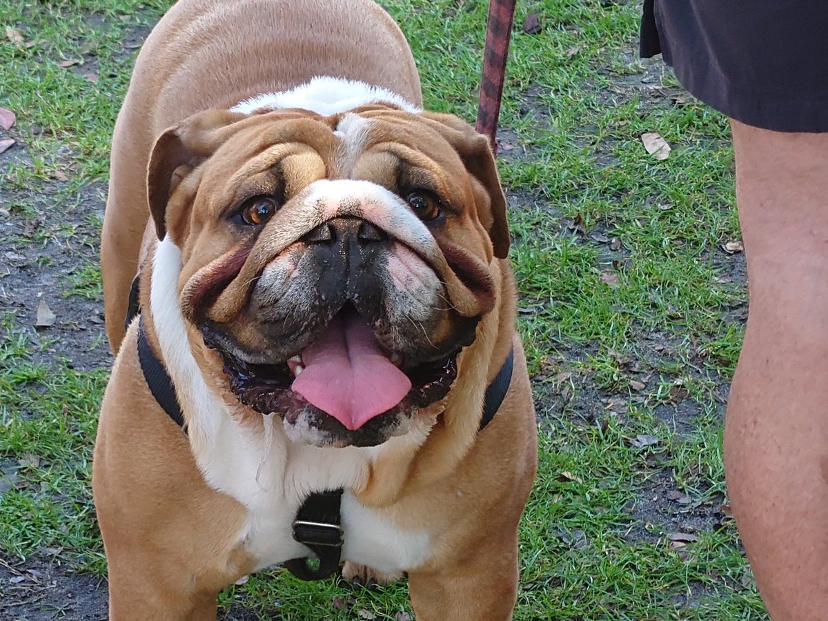 JeffReidUP's tweet photo. #Englishbulldog friends at @petallianceGO shout out to #PrinceStannis and @MiaYim! https://t.co/0lnCjHdsbh