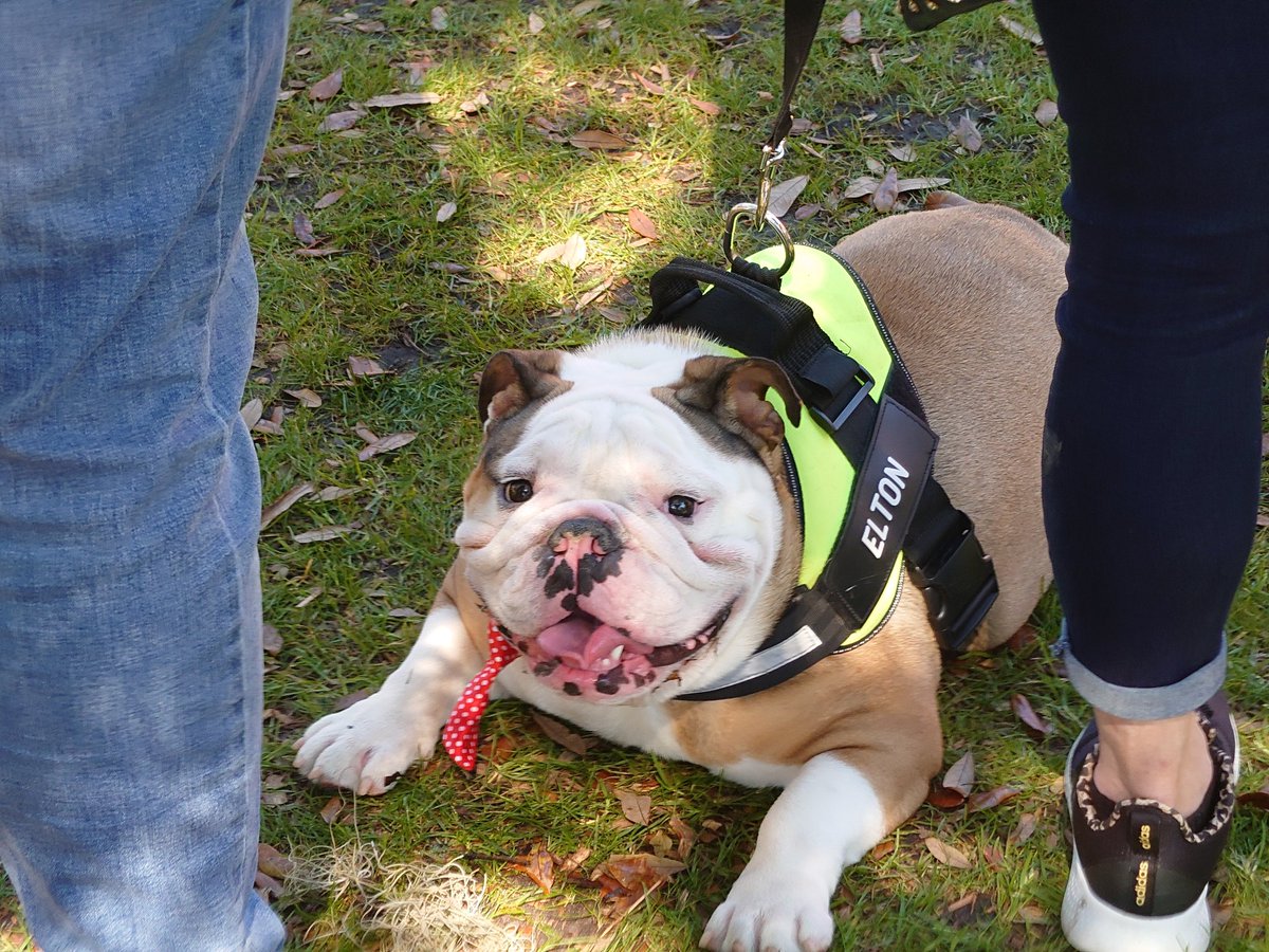 JeffReidUP's tweet photo. #Englishbulldog friends at @petallianceGO shout out to #PrinceStannis and @MiaYim! https://t.co/0lnCjHdsbh